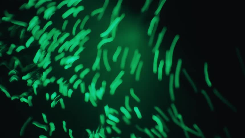 Transparent stems with pale tops blend into the green background