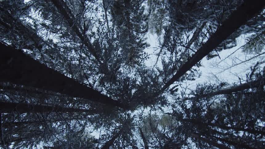 A view of trees in a forest