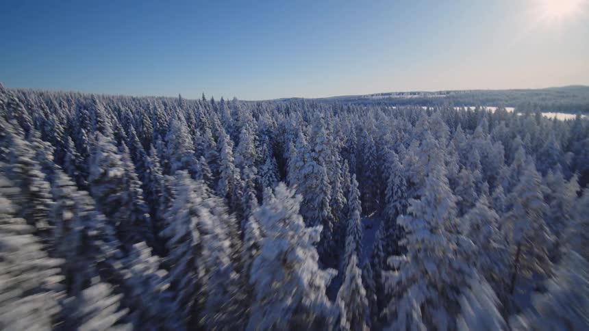 An aerial view glides over a dense forest covered in snow under a clear blue sky