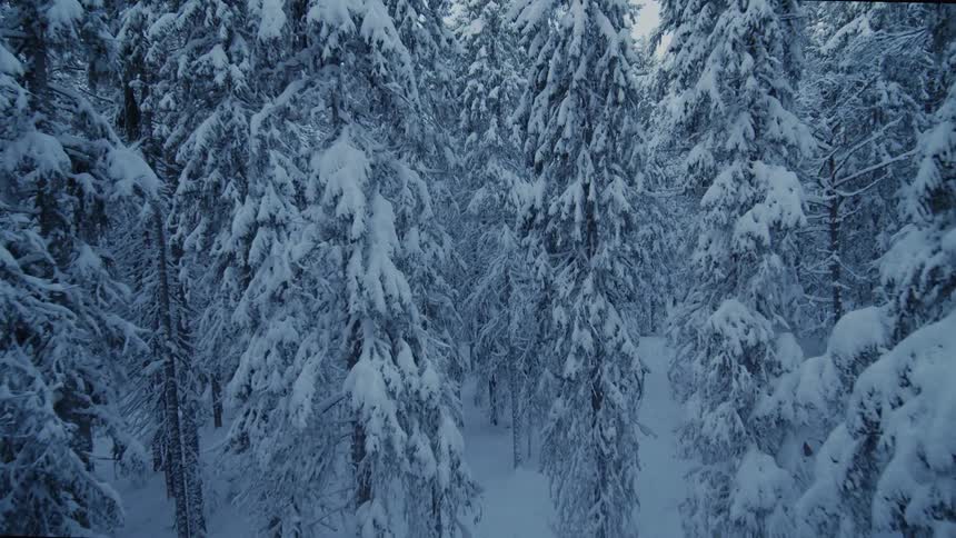An aerial view glides over a dense forest covered in snow under a clear blue sky