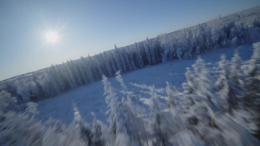 A high view from a moving drone flies over the tops of many pine trees covered in thick white snow under a clear blue sky on a bright winter day