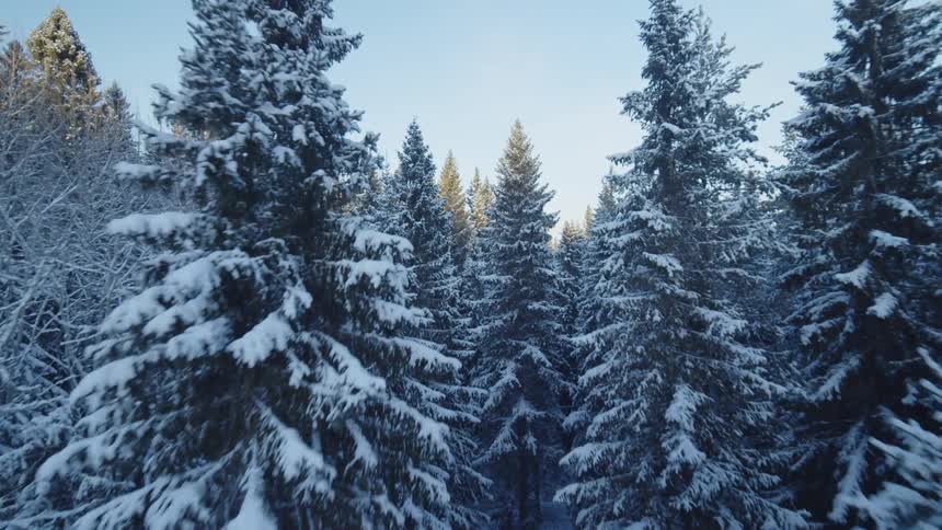 A view from a moving drone flies low over the tops of many pine trees covered in thick white snow under a clear blue sky on a bright winter day
