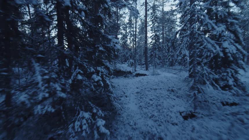 Dense forest with snowcovered trees seen in motion between the trunks