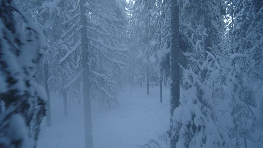 A steady camera moves through a quiet forest where tall evergreen trees and the ground are covered in thick white snow under a dim blue light during a cold winter day