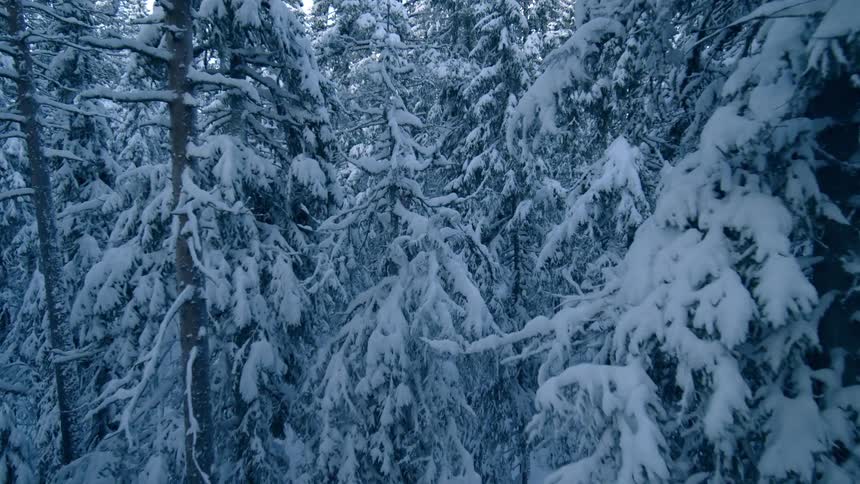 An aerial view glides through a dense forest covered in heavy snow