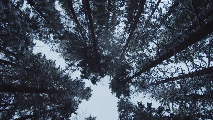 Tall tree canopies viewed from below converging toward the clear sky