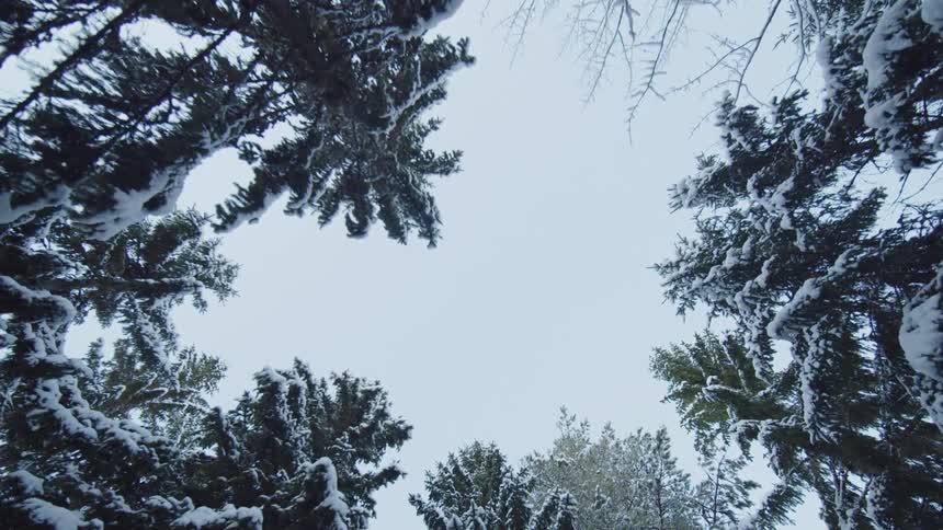 Snowcovered tree canopies forming a natural circle around the sky