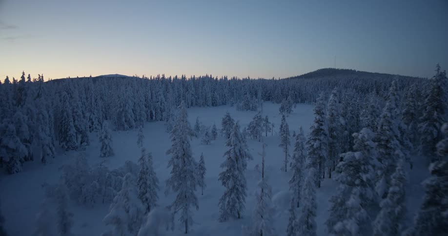 An aerial view of a tree filled forest covered in snow