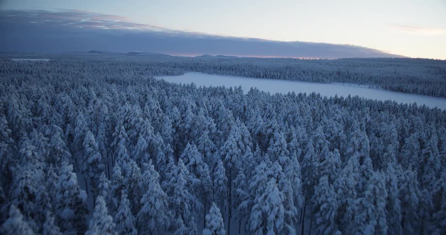 A dense forest of pine trees covered in thick white snow during a blue hour twilight while a large frozen lake and rolling hills sit under a clear horizon in the distance