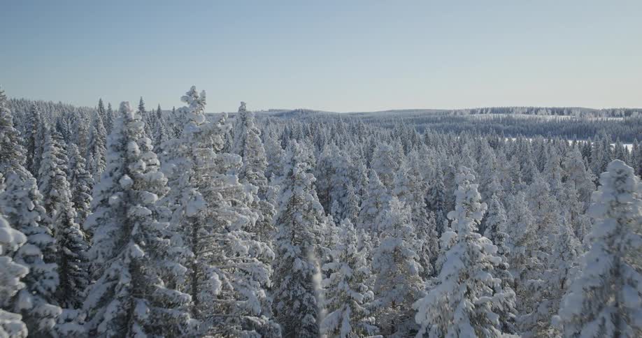 Forest of snow covered trees with forested mountains across the landscape