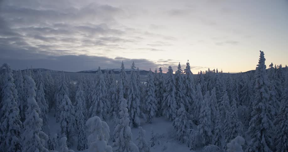Snowcovered conifer forest under a cloudy sky with dawn light on the horizon