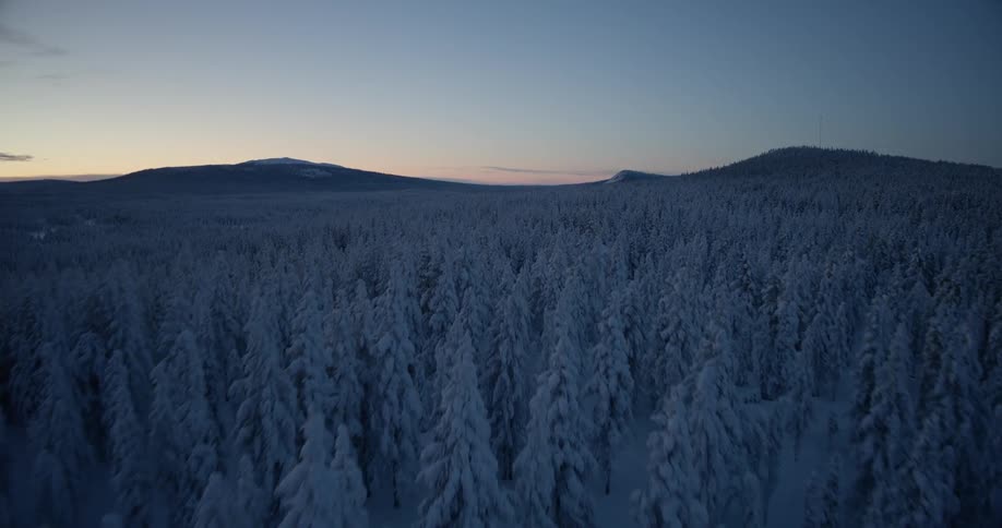 An aerial view of trees covered in snow