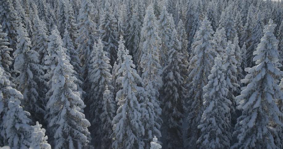 An aerial drone shot glides over a dense forest of evergreen trees heavily weighed down by thick white snow under bright daylight