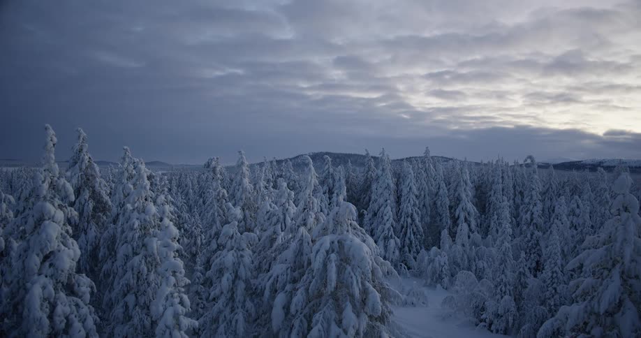An aerial view of trees covered in snow