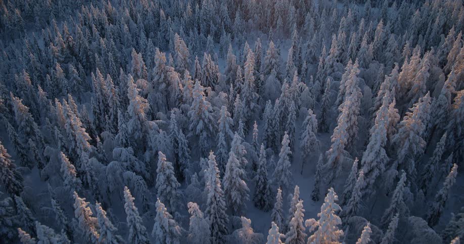 A vast expanse of pine trees heavily covered in thick snow during a sunset