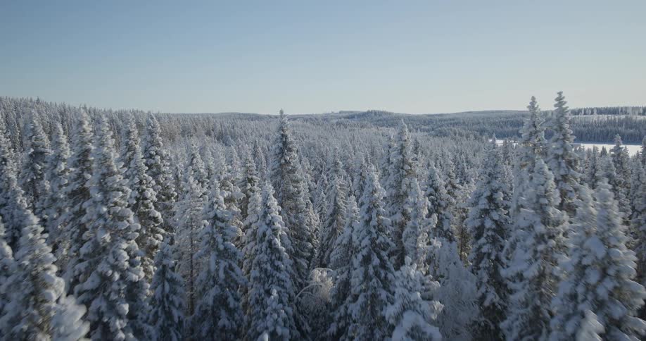 An aerial view shows a camera flying over a dense forest of evergreen trees covered in white snow toward a frozen lake under a clear blue sky on a bright winter day