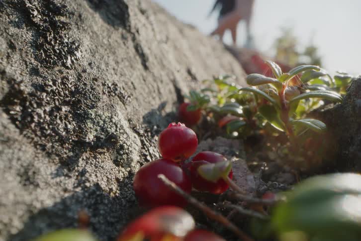 Sunlight shines on berries and plants as teenagers jump off a rock ledge