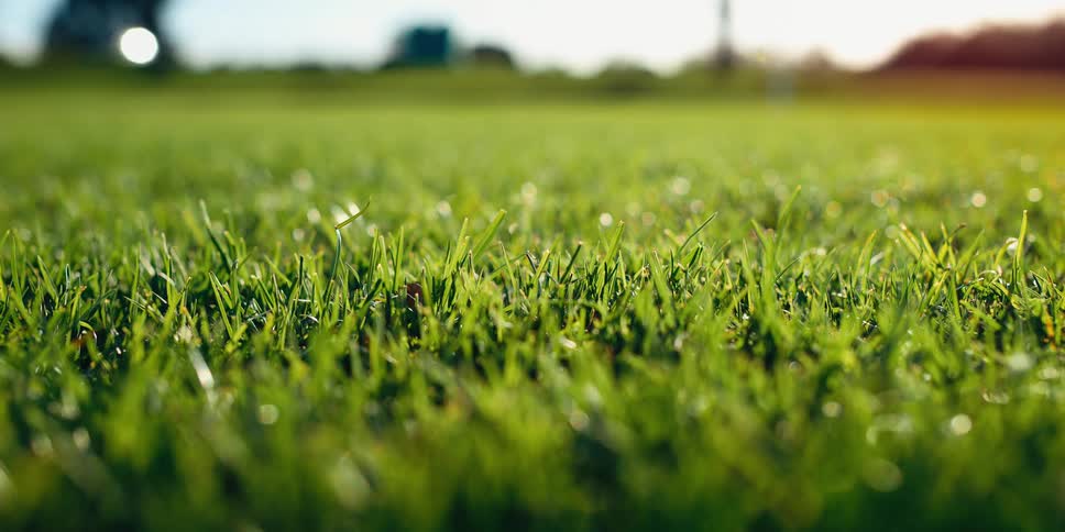 Green grass on a field seen up close with a blurred background