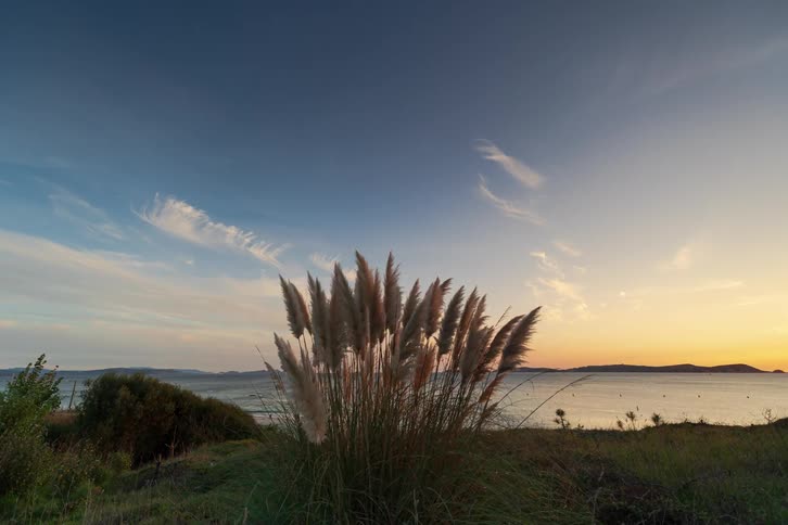 Large pampas grass stalks sway in the wind on a grassy hill overlooking a calm ocean bay while thin clouds drift across a blue and orange sunset sky