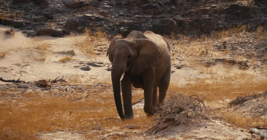 A large elephant with a single tusk walks across a dry and sandy landscape near rocky hills during the day