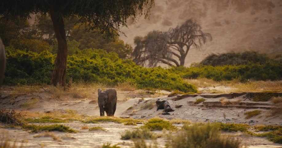 Baby elephant walks alone in a vegetated area