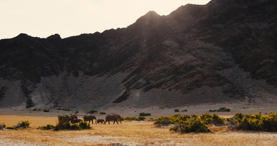 A herd of five elephants including a small calf walks across a dry golden field at the base of a massive dark mountain range during a sunny day in a vast desert valley