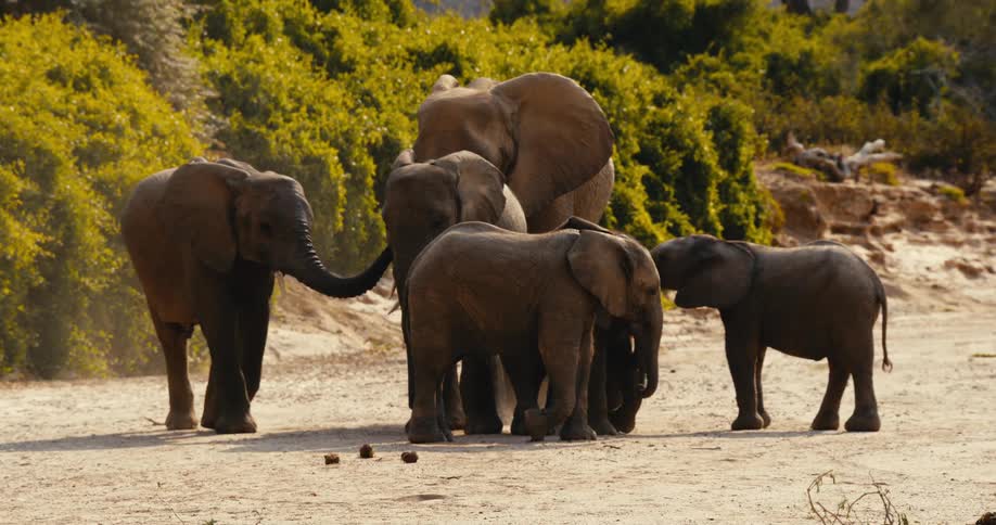 A herd of elephants are standing in a dried up river bed next to a hillside
