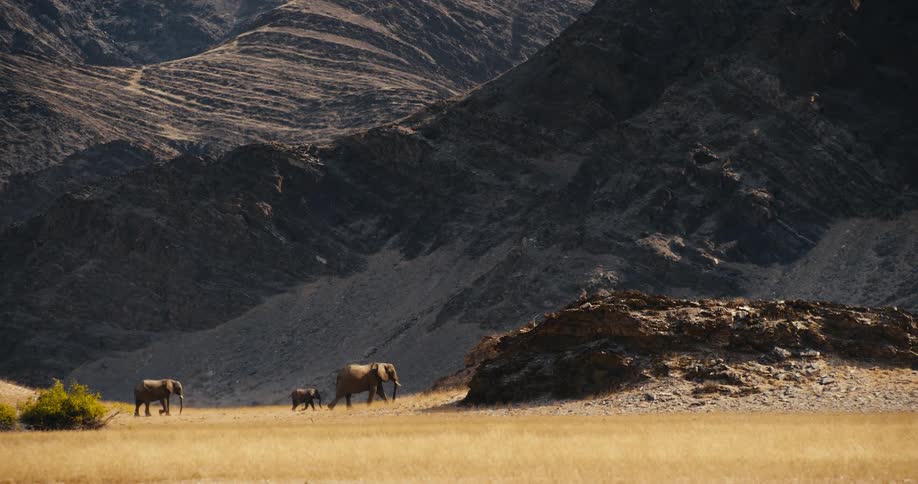 Trio of adult and immature desert-adapted elephants walks through the grassland near the mountains during the daytime