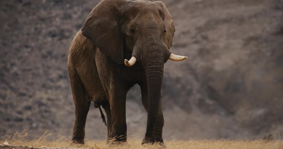 Desert-adapted elephant walks alone on dry terrain raising dust
