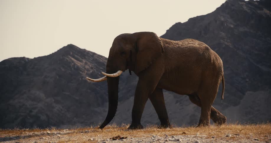 Elephant walks across the brown grass near the misty mountains during the daytime