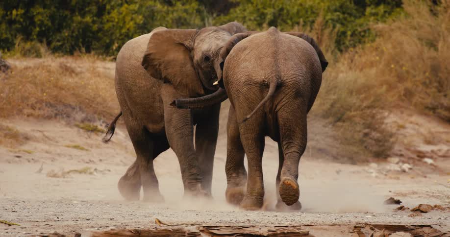 Two elephants walk together raising dust on a dirt path