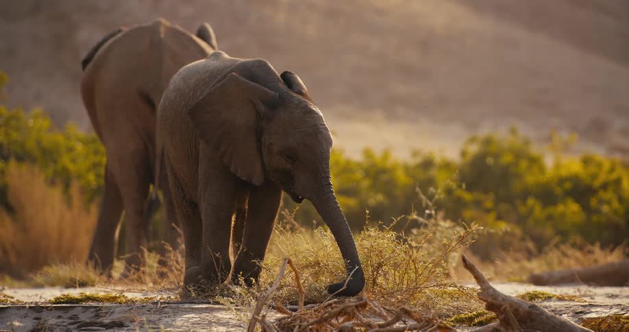 Elephant uses its trunk to pull dry branches on the ground