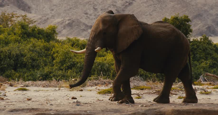 An desert-adapted elephant walks across dry ground with green bushes and mountains in the background