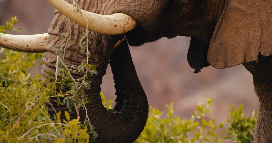 Elephant uses its trunk to pull leaves from a bush