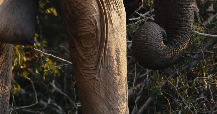 An elephant is grabbing plants with its trunk and taking it to the mouth