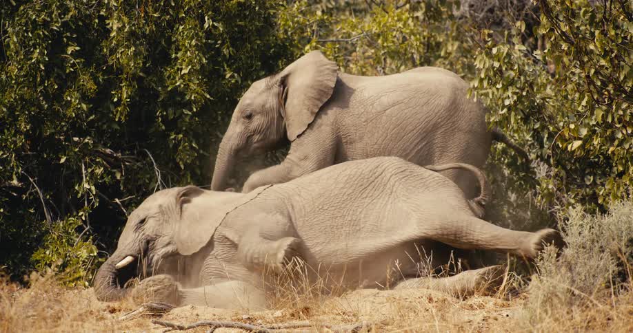 Two elephants play in the dirt near green bushes while one rolls on its back and kicks its legs in the air