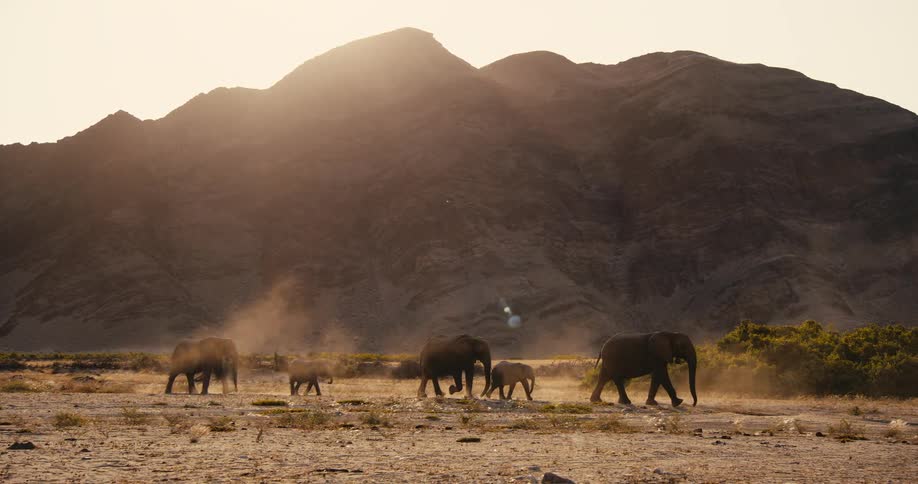 Group of desert-adapted elephants walks across a dry plain in front of a mountain