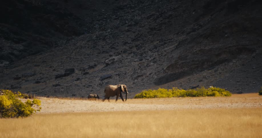An adult desert-adapted elephant walks across a grassy field with its offspring