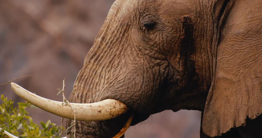 Elephant uses its trunk to eat leaves from a bush