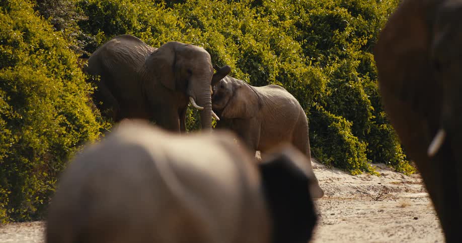 A herd of elephants outdoors