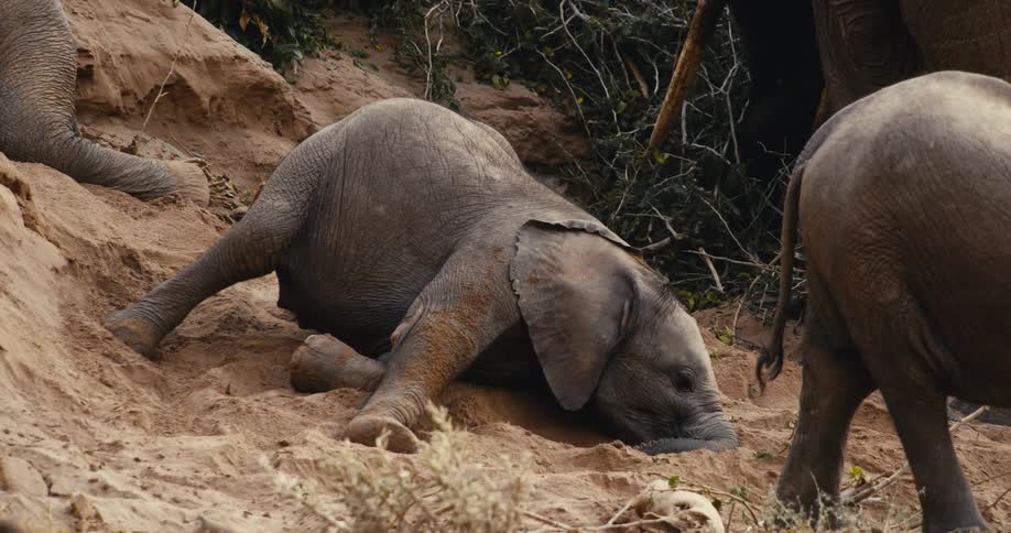 A baby elephant lies resting on sandy ground while adult elephants stand nearby in a dry forest area