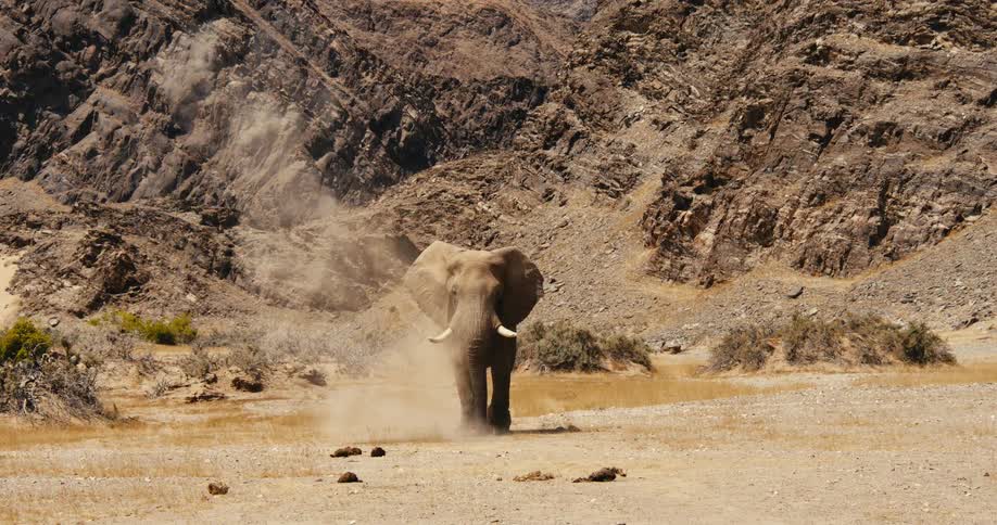 A large elephant with tusks walks through a dry canyon and uses its trunk to throw dust over its back