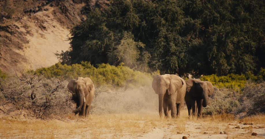 Elephants bathe in dust near a grove and a mountain during the daytime