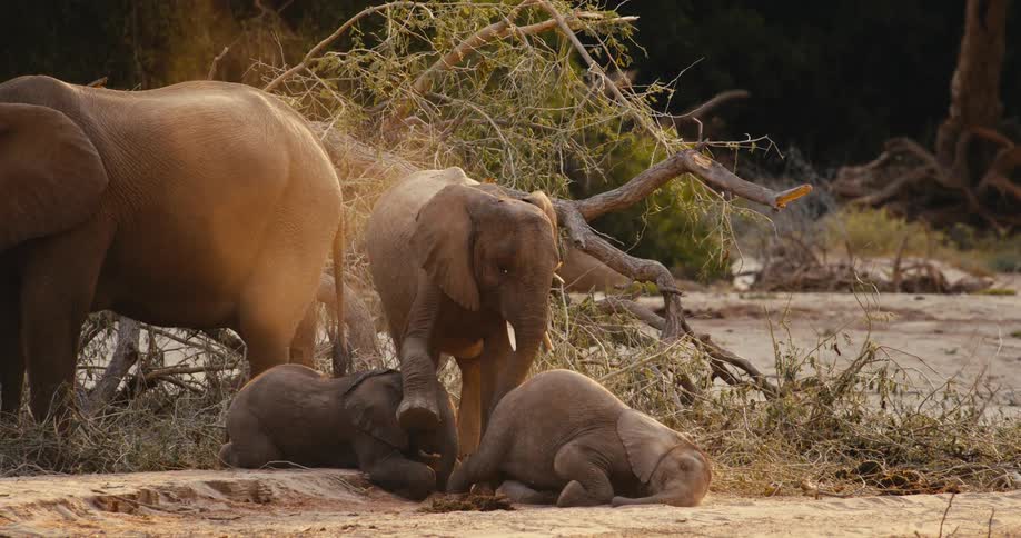 Baby elephants lie on the ground while another stands beside them