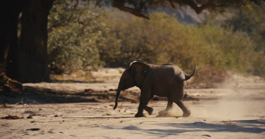 A desert-adapted elephant walks across a sandy landscape partially obscured by the branches of a tree in the foreground