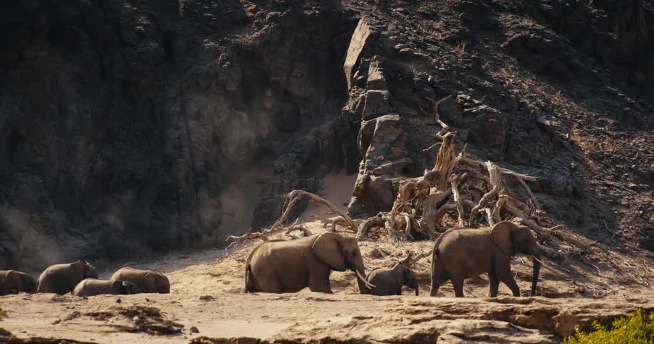 A small herd of desert-adapted elephants walks across a dry rocky landscape beneath steep cliffs and twisted fallen trees