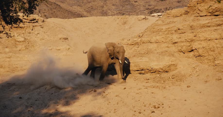 A desert-adapted  elephant walks down a sandy slope in a dry desertlike environment dust kicks up around its feet as it moves across the sundrenched rocky terrain