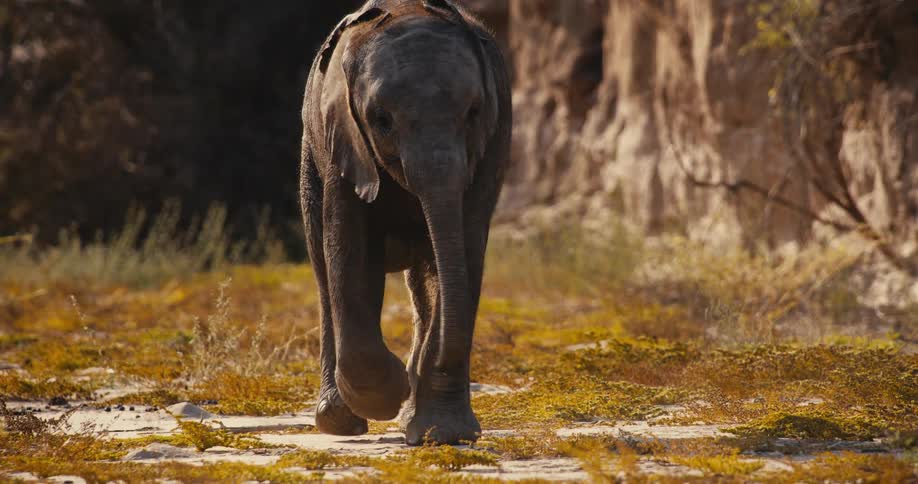Dust and insects fly in the air as a desert-adapted  elephant walks across the savannah