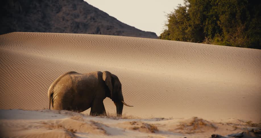 A desert-adapted elephant walks across a vast desert landscape featuring tall sand dunes and a rocky mountain under a clear sky while some green vegetation grows in the distance