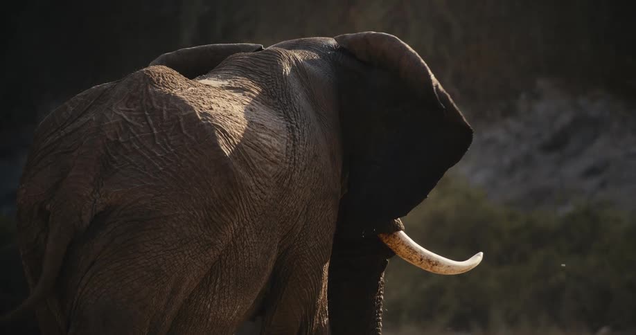 A view from behind shows the back and head of a large desert-adapted elephant with ivory tusks as it stands still in an outdoor area